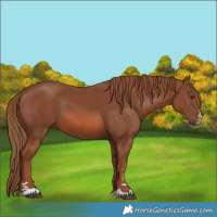 Horse Color:Chestnut 
