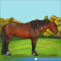 Horse Color:Bay 