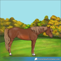 Horse Color:Chestnut 