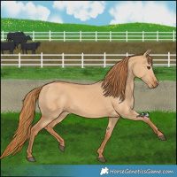 Horse Color:Red Dun 