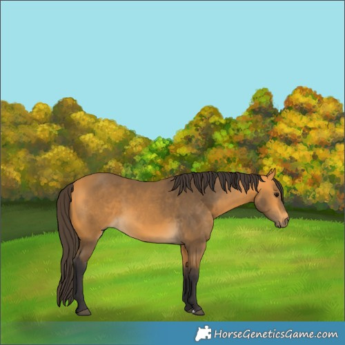 Horse Color:Buckskin 