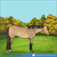 Horse Color:Buckskin Dun 