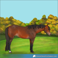 Horse Color:Bay 