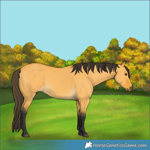 Horse Color:Buckskin Dun 