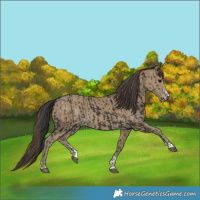 Horse Color:Smoky Black  and Classic Cream Champagne 