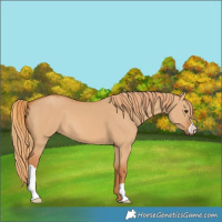 Horse Color:Red Dun 