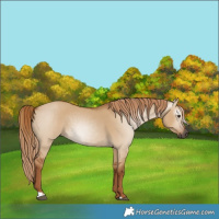 Horse Color:Gray Red Dun 