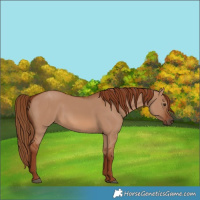 Horse Color:Red Dun 