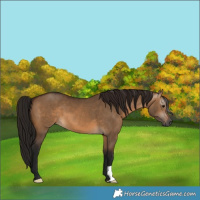 Horse Color:Gray Bay Dun 