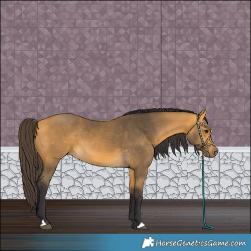 Horse Color:Buckskin 