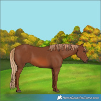 Horse Color:Chestnut 