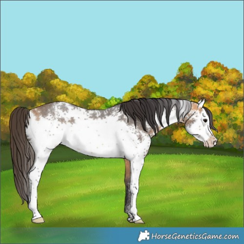 Horse Color:White Spotted Buckskin Roan Rabicano