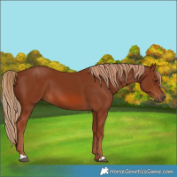 Horse Color:Chestnut 