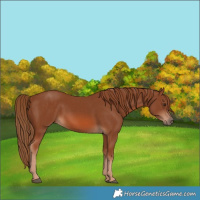 Horse Color:Chestnut 