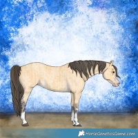 Horse Color:Buckskin  and Amber Cream Champagne 