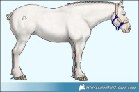 Horse Color:Smoky Creme Roan 