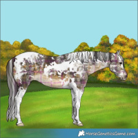 Horse Color:Plaid  Buckskin Ice Splash Tobiano 