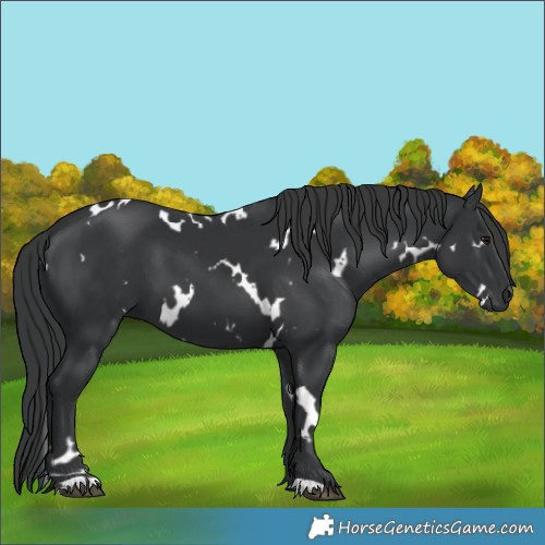 Horse Color:White Spotted Black 