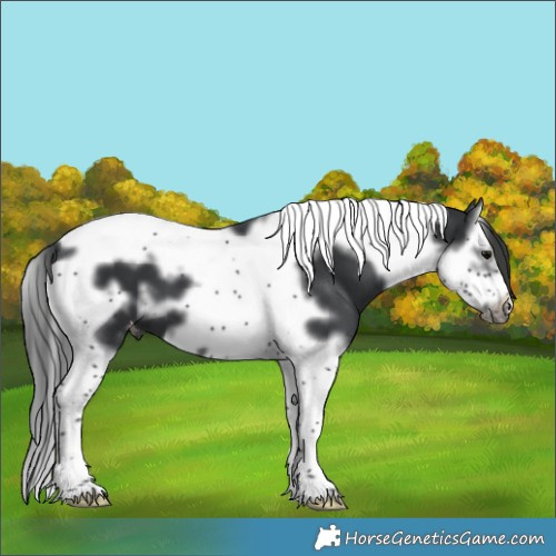 Horse Color:White Spotted Black Splash Tobiano Frame Appaloosa 