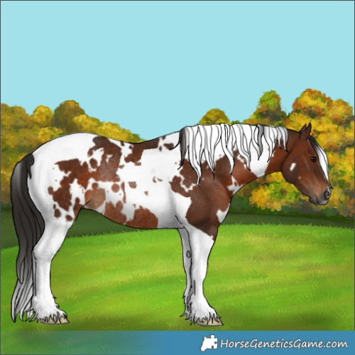 Horse Color:Gray White Spotted Bay Tobiano Rabicano 