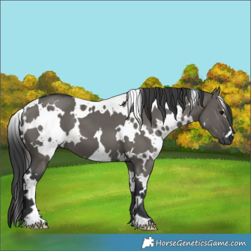 Horse Color:White Spotted Grullo