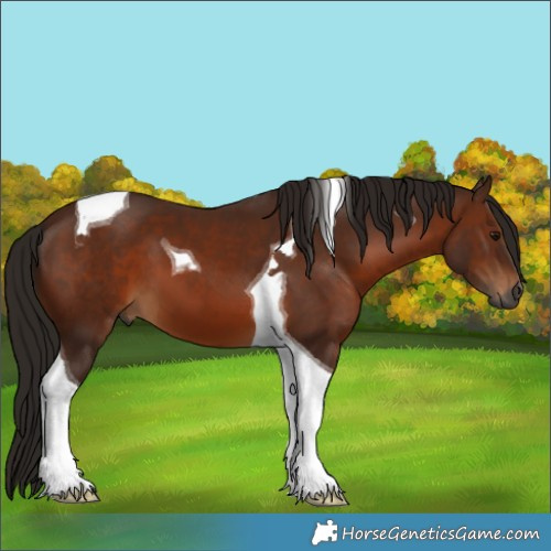 Horse Color:Gray Bay Tobiano 