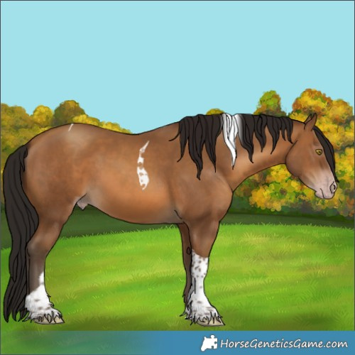 Horse Color:Gray Amber Champagne Tobiano 