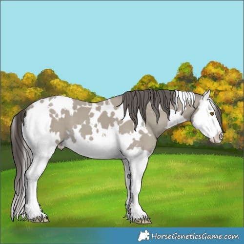 Horse Color:White Spotted Classic Cream Champagne Splash 