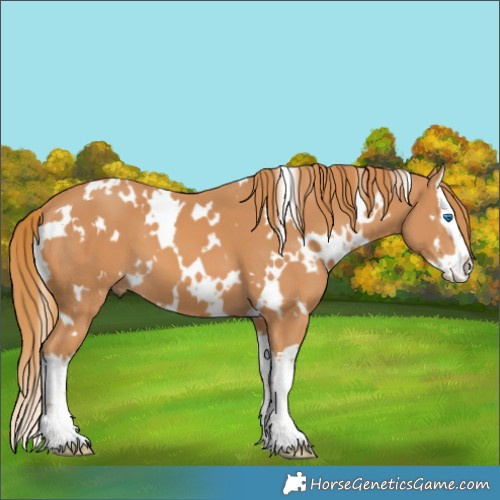 Horse Color:White Spotted Chestnut Splash 