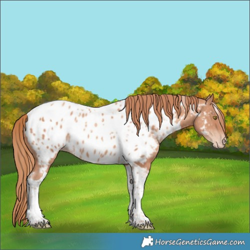 Horse Color:White Spotted Gold Champagne Tobiano Appaloosa