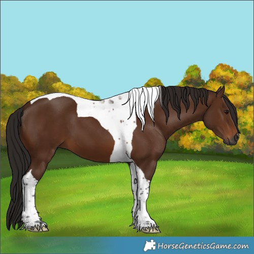 Horse Color:Gray Bay Tobiano 