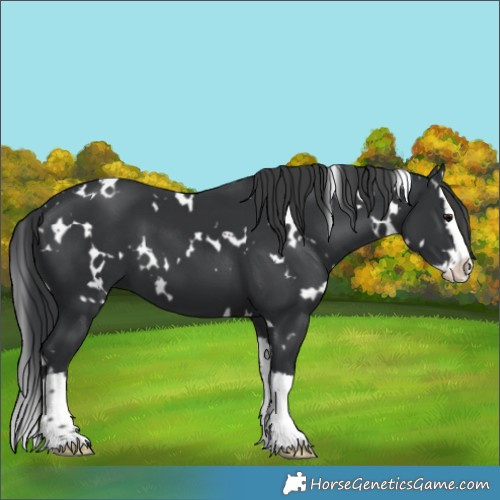 Horse Color:White Spotted Black Splash