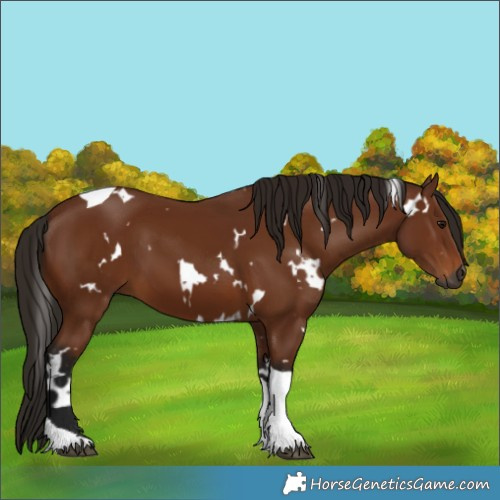 Horse Color:Gray White Spotted Bay Tobiano 