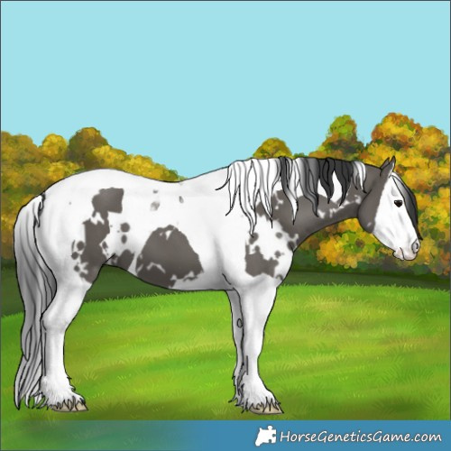 Horse Color:White Spotted Grullo Splash Tobiano