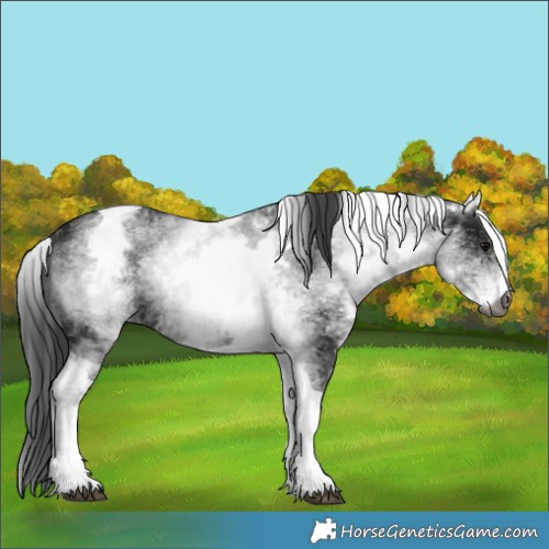 Horse Color:Gray White Spotted Black Tobiano 