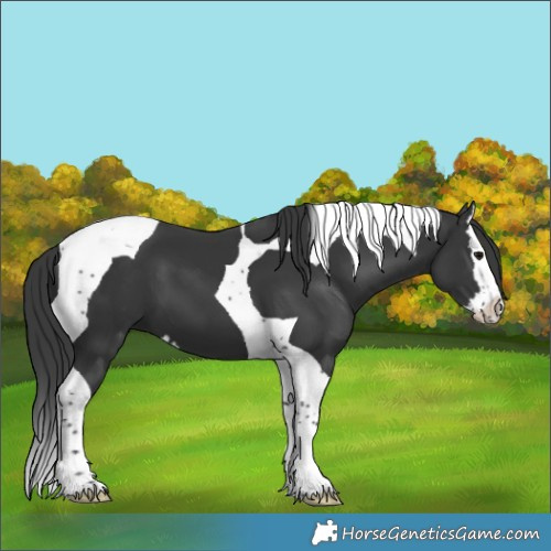 Horse Color:Black Splash Tobiano 