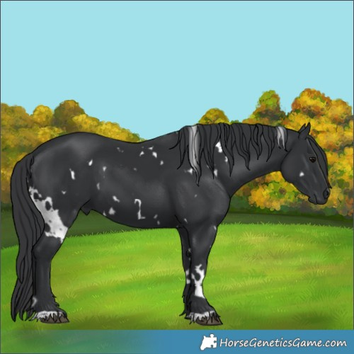 Horse Color:White Spotted Black 