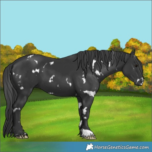 Horse Color:White Spotted Black 