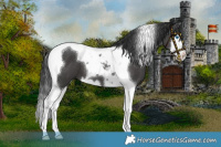 Horse Color:Black Splash Tobiano 