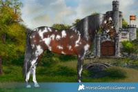 Horse Color:White Spotted Brown 
