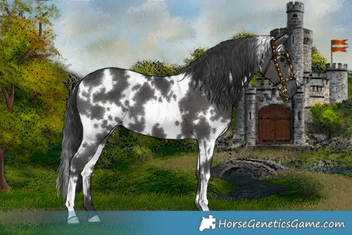 Horse Color:White Spotted Black 