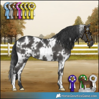 Horse Color:White Spotted Black 