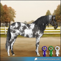 Horse Color:White Spotted Black