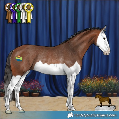 Horse Color:Bay Splash Rabicano 