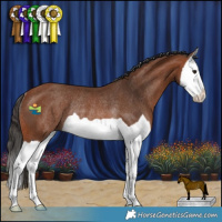 Horse Color:Bay Splash Rabicano