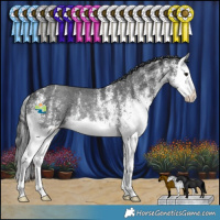 Horse Color:White Spotted Black Splash Rabicano