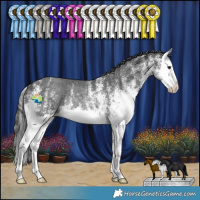 Horse Color:White Spotted Black Splash Rabicano