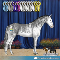 Horse Color:White Spotted Black Splash Rabicano 
