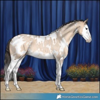 Horse Color:White Spotted Bay Roan Dun Splash 