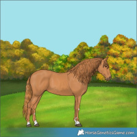 Horse Color:Chestnut 